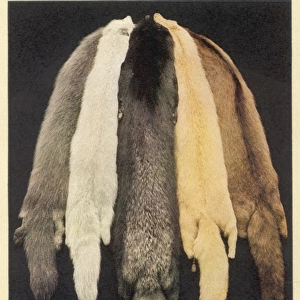 Furs for Fashion 1931