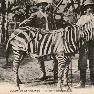 Gabon, Africa - Domesticated Zebra and two colonials