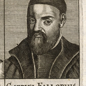 Gabriel Fallopius