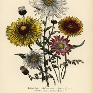 Gaillardia and Pyrethrum species