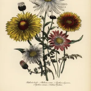 Gaillardia and Pyrethrum species