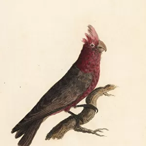 Galah bird, Eolophus roseicapilla