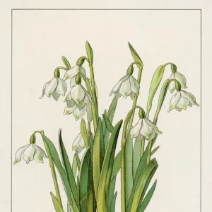 Galanthus Cluster