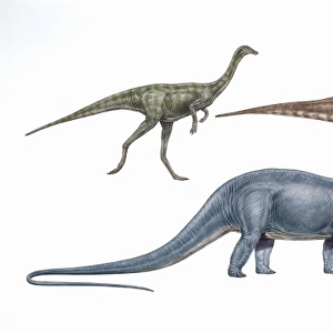 Gallimimus, Tyrannosaurus & Diplodocus