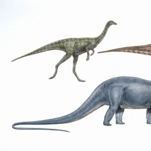 Gallimimus, Tyrannosaurus & Diplodocus