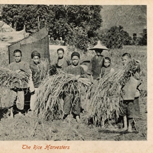 A gang of young rice harvesters - Rural China