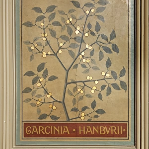 Garcinia hanburii, gamboge tree