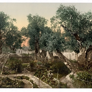 Garden of Gethsemane, Jerusalem, Holy Land