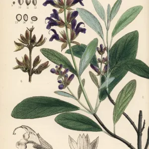 Garden sage, Salvia officinalis