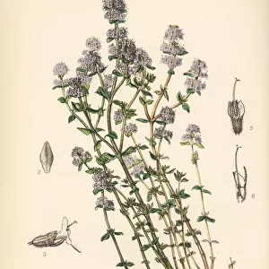 Garden thyme, Thymus vulgaris