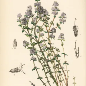 Garden thyme, Thymus vulgaris