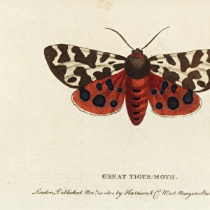 Garden tiger moth, Arctia caja