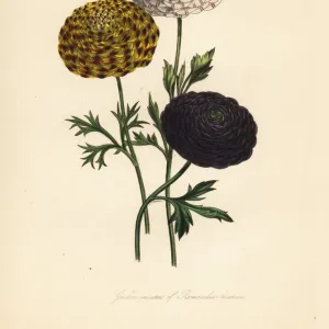 Garden varieties of the Persian buttercup