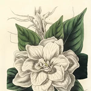 Gardenia, Gardenia jasminoides