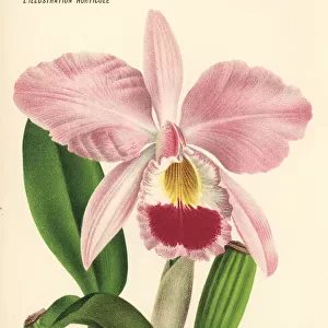 Gaskells cattleya orchid, Cattleya gaskelliana