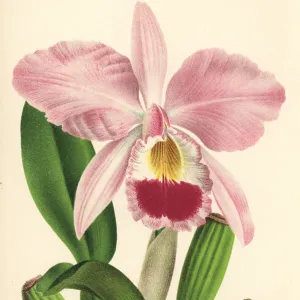 Gaskells cattleya orchid, Cattleya gaskelliana