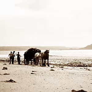 Gathering seaweed, Mounts Bay, Cornwall, early 1900s