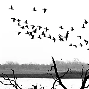 Geese, Rutland Water
