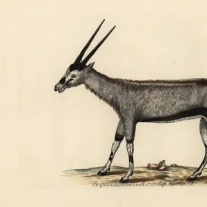 Gemsbok or gemsbuck, Oryx gazella