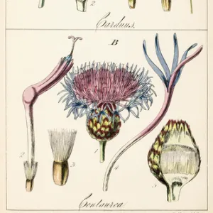 Genera Carduus ( true thistle ) and Centaurea