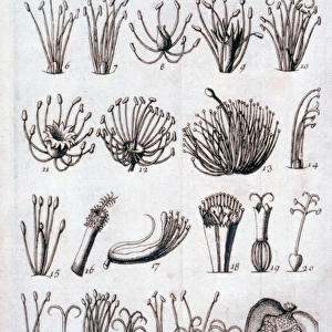 Genera Plantarum