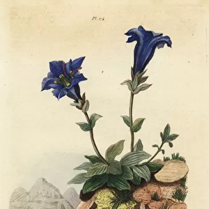 Gentian, clavaria, centipede and scarab beetle