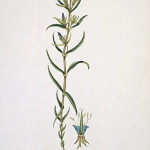 Gentiana pneumonanthe, marsh gentian