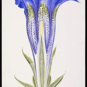 Gentiana sp