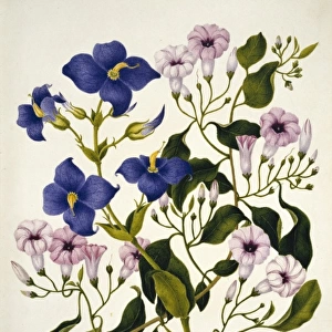 Gentiana sp. purple gentian