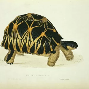 Geochelone radiata, radiated tortoise