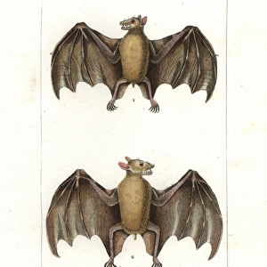 Geoffroys rousette bat, Rousettus amplexicaudatus