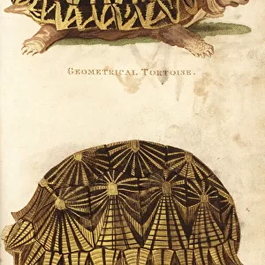 Geometric tortoise and radiated tortoise