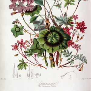 Geraniaceae - Geranium