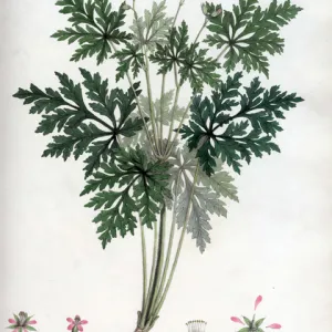 Geranium Lindleyanum