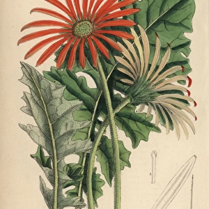 Gerbera jamesoni, orange flower native to the Transvaal
