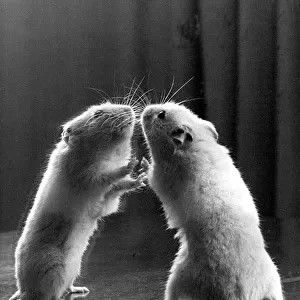 Gerbil looking at its reflection in a mirror