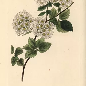 Germander meadowsweet, Spiraea chamaedryfolia