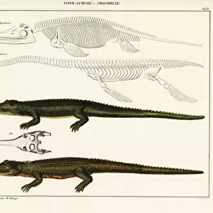Gharial, crocodile and extinct dinosaurs
