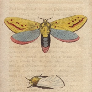 Ghost moth, Hepialus humuli