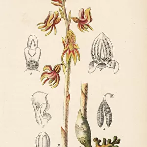 Ghost orchid, Epipogium aphyllum