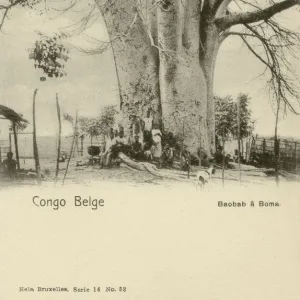 Giant Baobab Tree - Belgian Congo, Central Africa