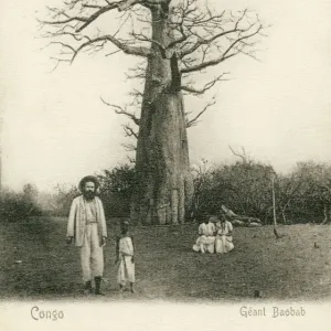 Giant Baobab Tree - Congo, Central Africa