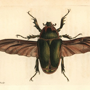 Giant flower beetle, Mecynorrhina torquata