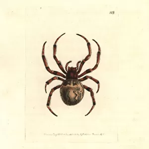 Giant orb-weaving spider, Araneus grossus