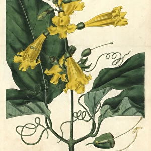 Gigantic-leaved trumpet-flower, Bignonia grandiflora
