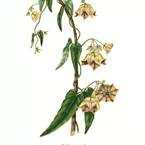Gillies philibertia, Philibertia gilliesii