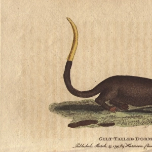 Gilt tailed dormouse, Myoxus chrysurus