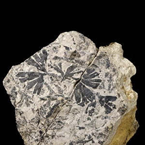 Ginkgo huttoni, fossil plant