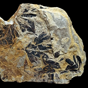 Ginkgo huttonii, fossilised ginkgo leaves