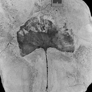 Ginko gardneri, maidenhair tree leaf fossil